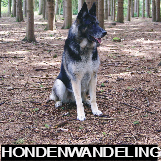 Hondenwandeling