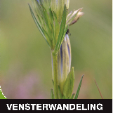 Vensterwandeling