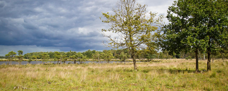 Wetlands