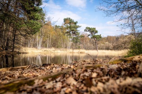 Uitzicht in de Dombergheide