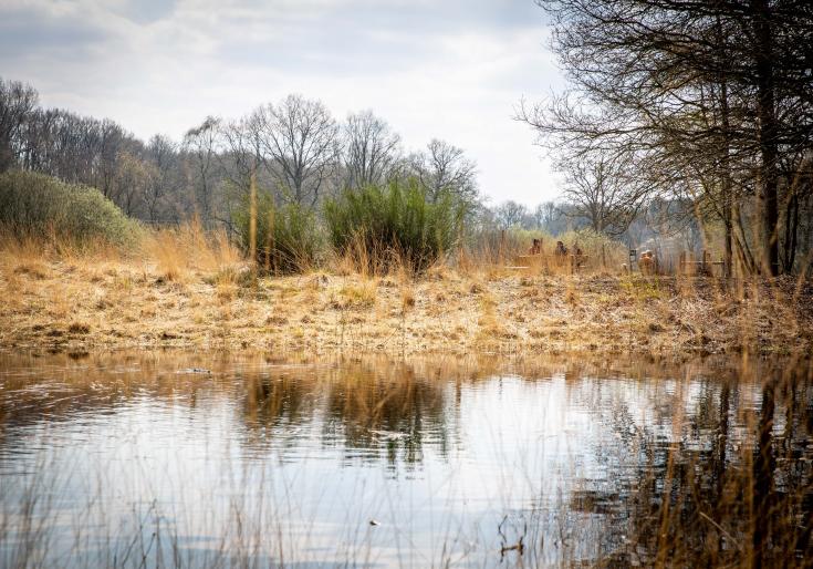Zicht op de Dombergheide
