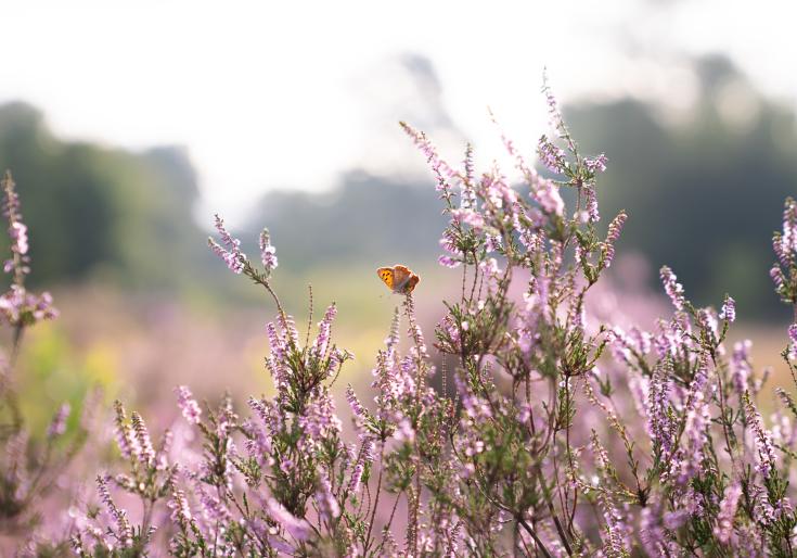 Heide in Turnhout